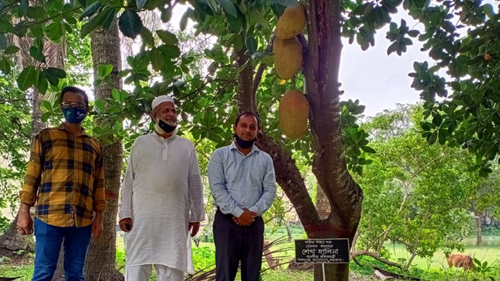 প্রধানমন্ত্রীর রোপণ করা গাছে কাঁঠাল